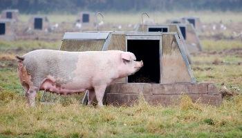 pig in front of an ark on RSPCA Assured accredited breeding unit