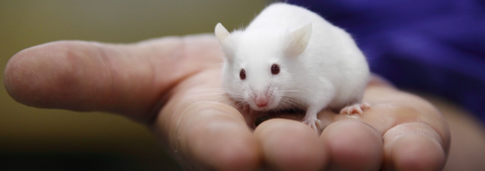 Laboratory Animal Welfare - Animal Research & Testing | RSPCA