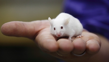 white mouse in the palm of human hand