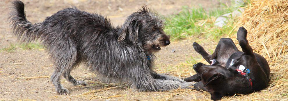 two cross-breed dogs playing © RSPCA