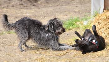 two cross-breed dogs playing