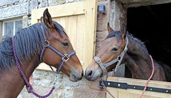 closeup of two horses noses touching