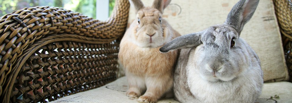 two domestic adult rabbits sitting on chair indoors © RSPCA