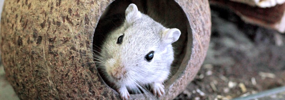 single gerbil standing inside a coconut shell in a peat filled gerbilarium © RSPCA