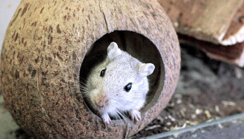 single gerbil standing inside a coconut shell in a peat filled gerbilarium © RSPCA