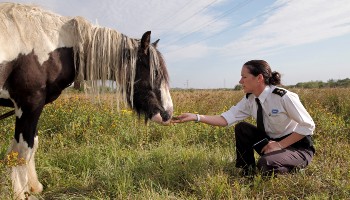 RSPCA Inspector checking condition of single adult tethered horse © RSPCA