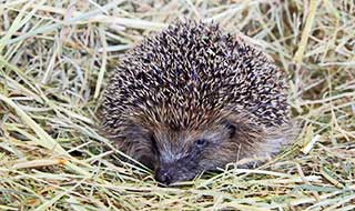 A hedgehog resting in straw