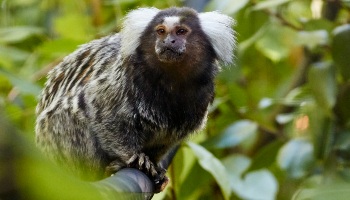 marmoset in monkey world enclosure