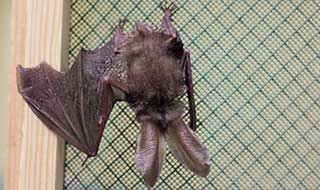 Brown Long-eared Bat recovering at an animal centre