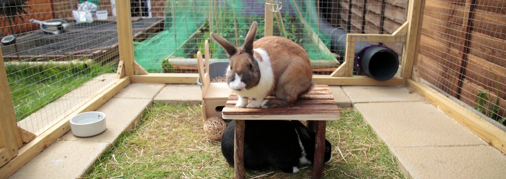 rabbit sitting on a platform with a rabbit underneath © RSPCA
