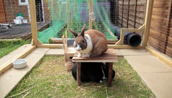 rabbit sitting on a platform with a rabbit underneath © RSPCA
