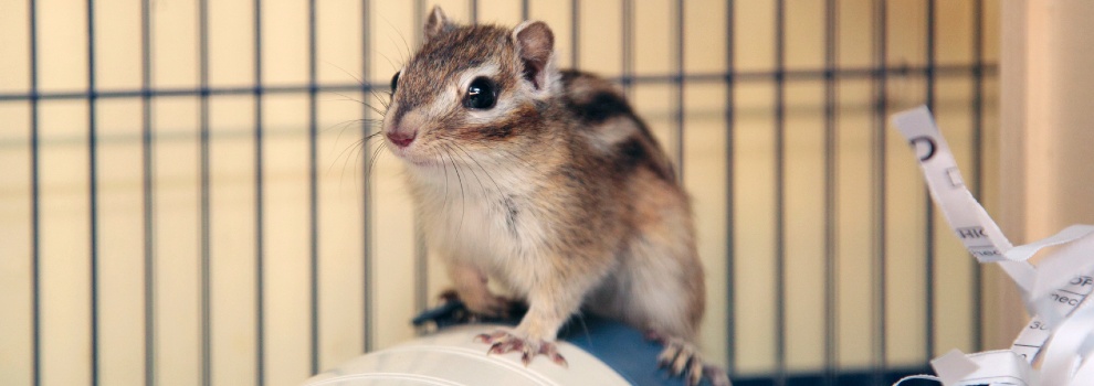 brown and white male chipmunk in a cage © RSPCA