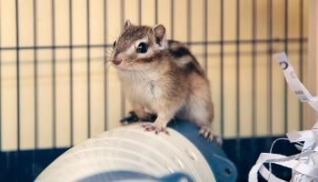 brown and white male chipmunk in a cage