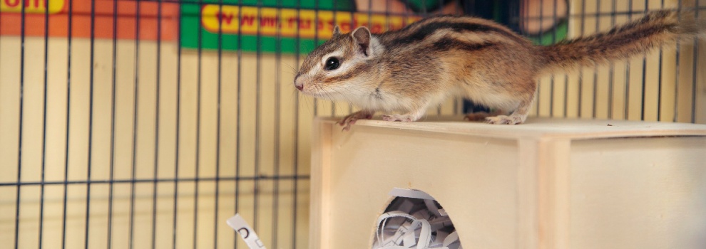 brown and white chipmunk perched on shelter in cage © RSPCA