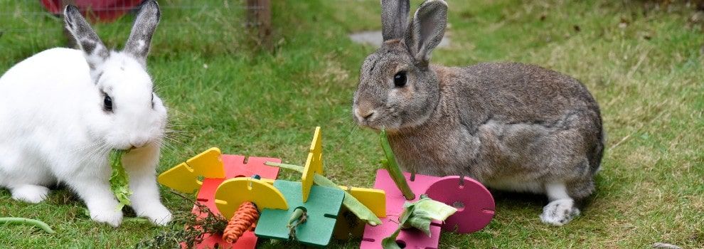 Logic toys for rabbits