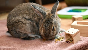 male agouti rabbit inside eating food © RSPCA Photolibrary