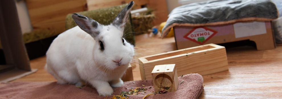 Keeping rabbits inside shop