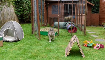 male agouti rabbit in garden with toys © RSPCA
