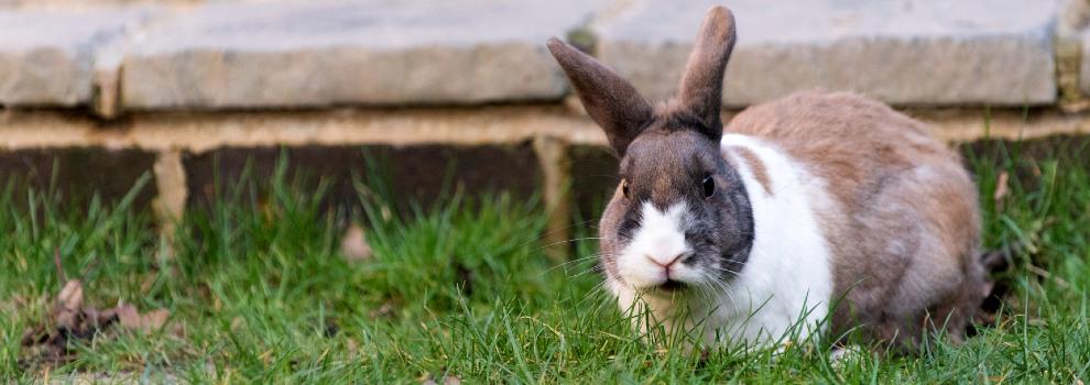 domestic rabbit sitting in grass © RSPCA
