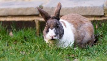 domestic rabbit sitting in grass