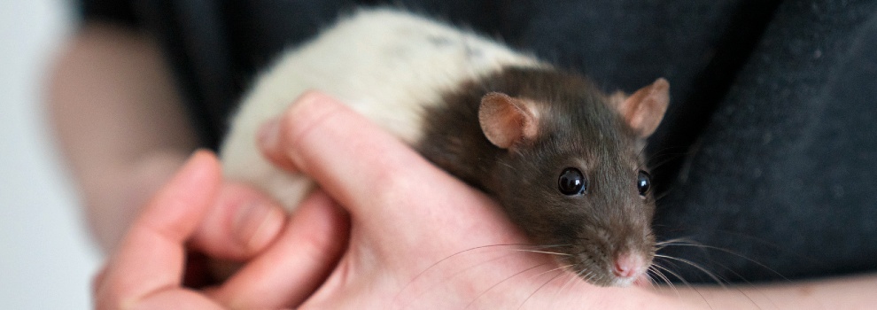 domestic top eared rat held in human hands © RSPCA