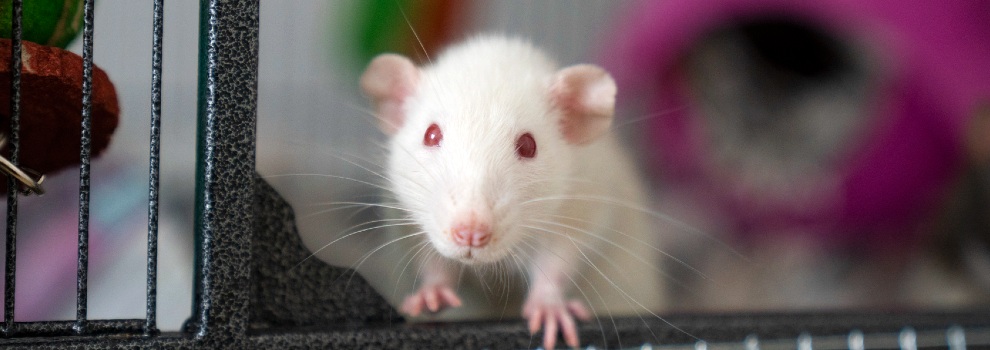 You Don't Need to Use Poison: Non-Toxic Alternatives to Rodenticide