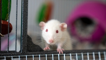 female domestic top-eared rat in an enriched cage © RSPCA