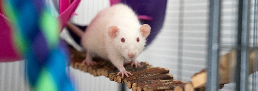 What rats need in their cage | RSPCA