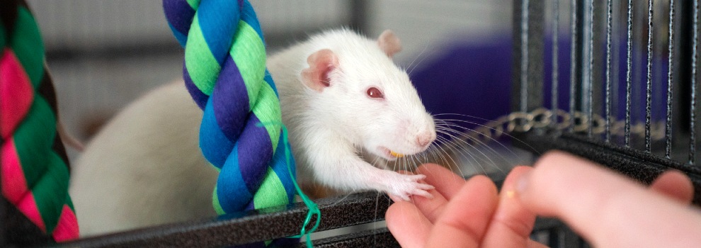 rat eating from human hand in cage © RSPCA