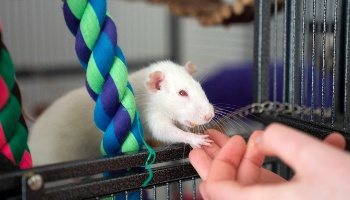 rat eating from human hand in cage © RSPCA
