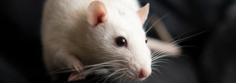 close-up of white rat