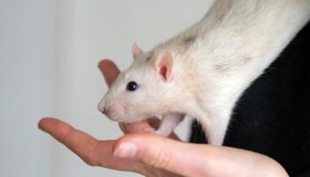 a female domestic top-eared rat held by a human hand