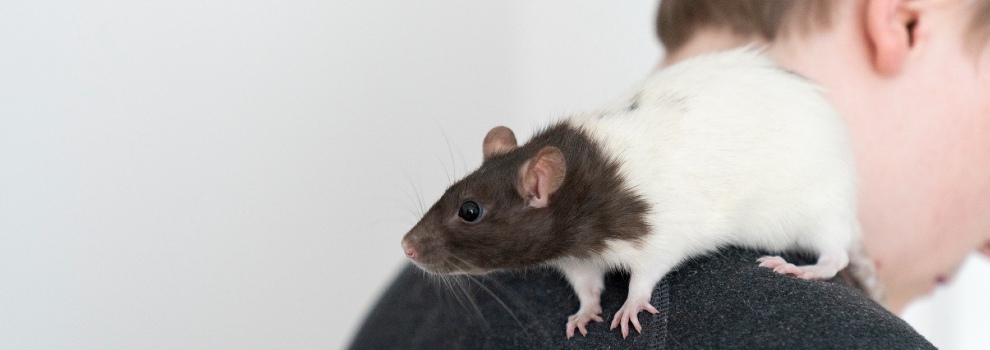 female domestic top-eared rat perched on owners shoulder © RSPCA