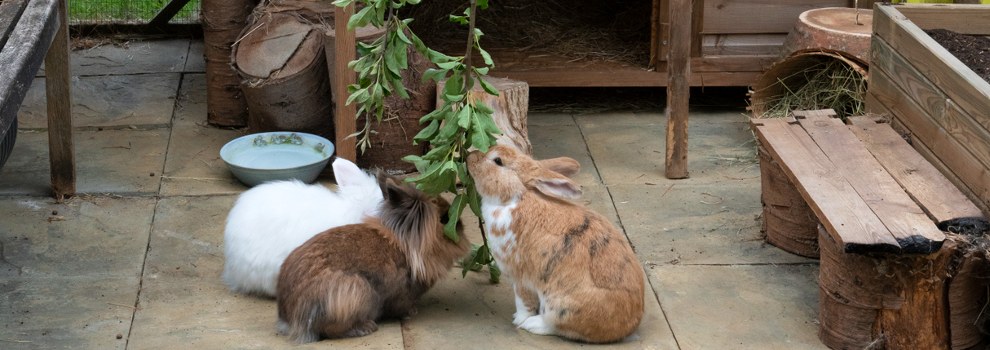 How To Keep Your Rabbit Happy | RSPCA