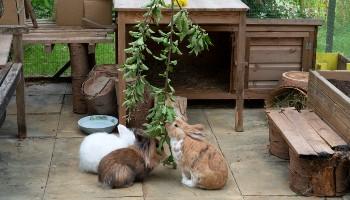 three rabbits eating leaves in enrichment shelter