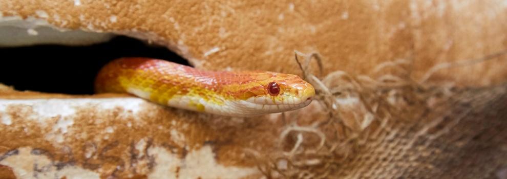 Corn snake hiding in vivarium