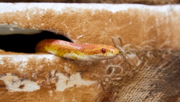 Corn snake hiding in vivarium © RSPCA