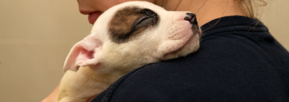 staffordshire bull terrier puppy resting on shoulder of animal care assistant © RSPCA