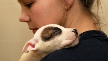 staffordshire bull terrier puppy resting on shoulder of animal care assistant