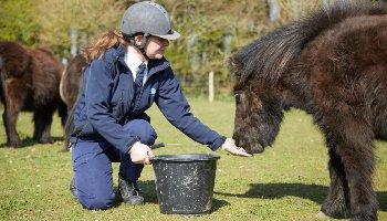 rspca animal care worker feeding shetland pony with owner's consent
