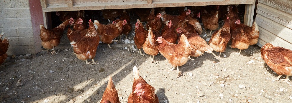 hens moving freely outside at an egg laying unit © RSPCA