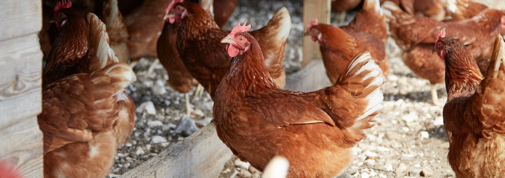 hens outdoors © RSPCA
