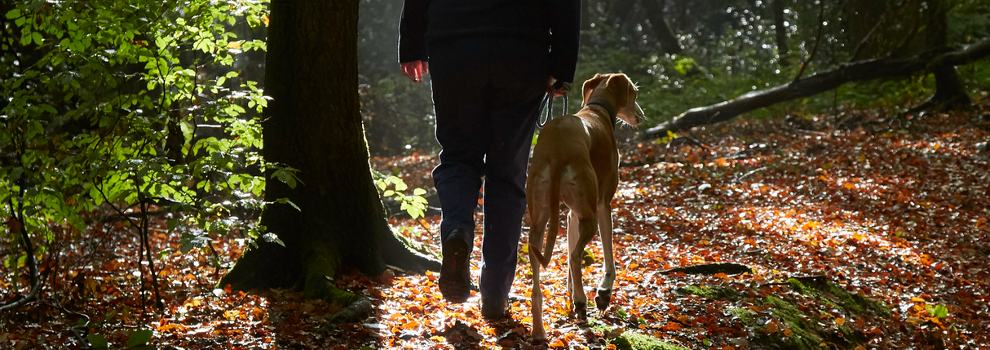 lurcher dog being taken for a walk in the woods © RSPCA