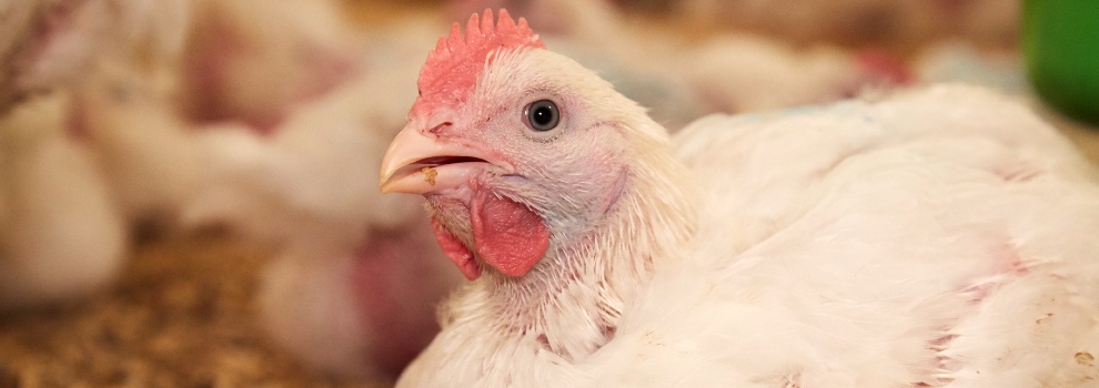 side close-up of broiler chickens sitting inside © RSPCA