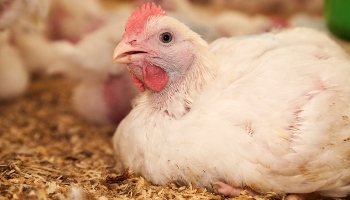 side close-up of broiler chickens sitting inside © RSPCA