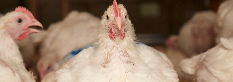 Meat Chickens & Battery Farming - Chicken Welfare | RSPCA