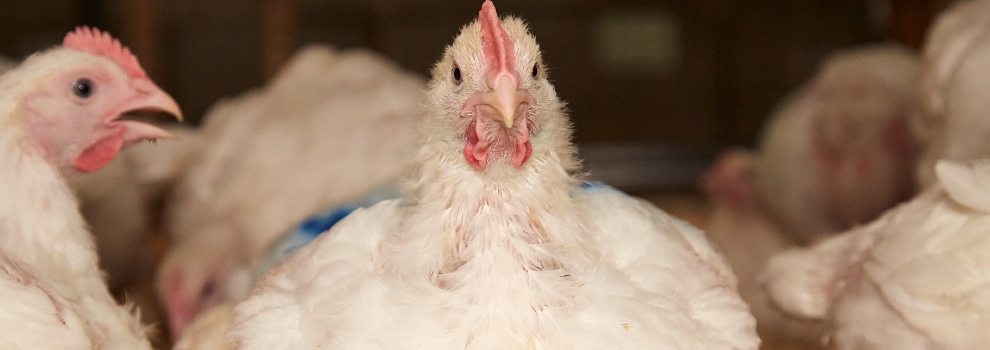 Meat Chickens & Battery Farming - Chicken Welfare | RSPCA Meat Chickens & Battery Farming - Chicken Welfare | RSPCA