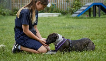 how do i train my dog to wait for a treat