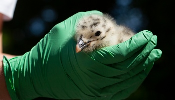 cupped gloved hands holding baby gull © RSPCA