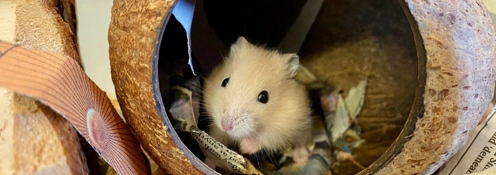 hamster in tunnel © RSPCA